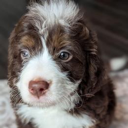 Purple - Tri-color female Bernedoodle puppy in Connecticut from Valley View Doodles