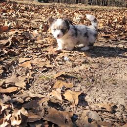 Tilly - Blue female Pembroke Welsh Corgi puppy in Norwood, Missouri from McGraw's Paws 🐾