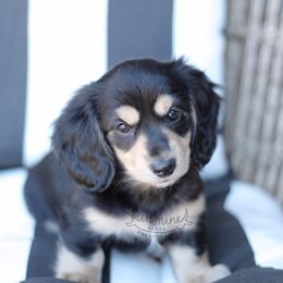 Dachshund Puppies from Sunshine Acres Dachshunds