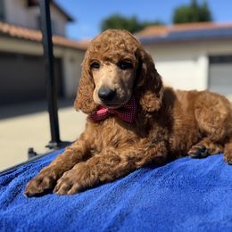 Brown collar boy - Red  male Poodle puppy in Riverside, California from Riverside red poodles