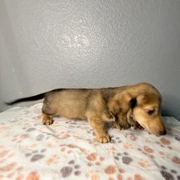 Frank - Cream male Dachshund puppy in Tahlequah, Oklahoma from Quick Little Dachshunds
