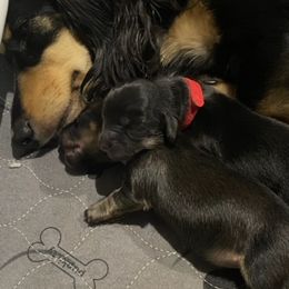 Dachshund Puppies from Jantera Mini Longhair Dachshunds
