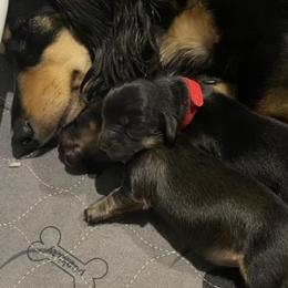 Dachshund Puppies from Jantera Mini Longhair Dachshunds