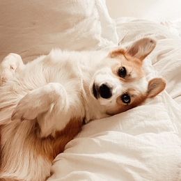 American Corgi and Pembroke Welsh Corgi Puppies from Tambali Corgis