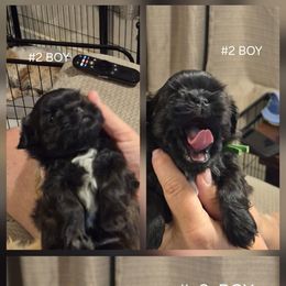 Sable boy - Sable male Shih Tzu puppy in Shinnston, West Virginia from Melissa's World of Shih Tzus