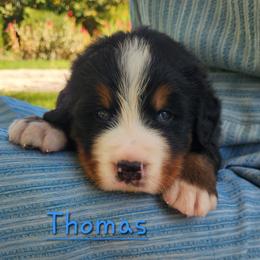 Thomas - Black rust and white male Bernese Mountain Dog puppy in Auburn, Indiana from Swamp Creek Berners