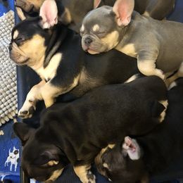 Bulldog and French Bulldog Puppies from Raise The Woof Bulldogs