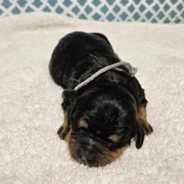 Dragon - Phantom female Bernedoodle puppy in Flat Rock, North Carolina from Sukisdoodles