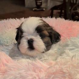 Braden - Gold and white male Shih Tzu puppy in Pleasant Hill, Missouri from Misty Dajavue Shih-Tzu