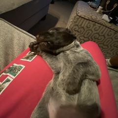 American Bully, German Shorthaired Pointer, and German Wirehaired Pointer Puppies from Shoreline Pointers