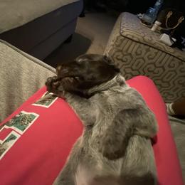 American Bully, German Shorthaired Pointer, and German Wirehaired Pointer Puppies from Shoreline Pointers