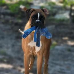 Electra - Boxer