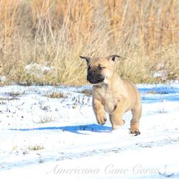 Onyx - Fawn female Cane Corso puppy in Cable, Ohio from Americana Cane Corso