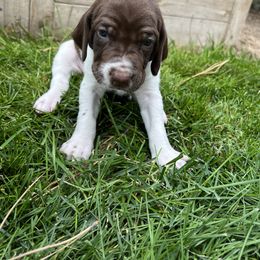 German Shorthaired Pointer Puppies from Chasing Kaya GSP Breeder