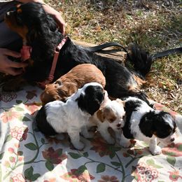 Cavalier King Charles Spaniel Puppies from Critter's Cottage Cavaliers