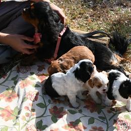 Cavalier King Charles Spaniel Puppies from Critter's Cottage Cavaliers
