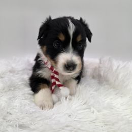 Holly - Black tri-color female Australian Shepherd puppy in Annville, Pennsylvania from Creekside Aussies LLC