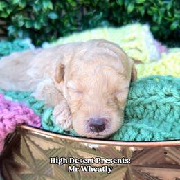 Mr wheatly - Cream male Poodle puppy in Dolan Springs, Arizona from High Desert Companions