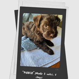 Reese - Liver male Miniature Schnauzer puppy in Plattsmouth, Nebraska from Stearns Parti Mini Schnauzer's