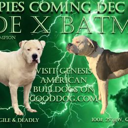 American Bulldog puppies from Genesis American Bulldogs