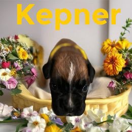 Kepner - Fawn female Boxer puppy in Salisbury, New Hampshire from Mountain View Boxers