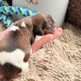 Buzz - Piebald male Dachshund puppy in Paso Robles, California from Drift & Dash Dachshunds