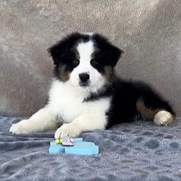 Squee - Black tri-color male Australian Shepherd puppy in Golden Valley, Arizona from Desert Wind Kennels