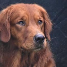 Rhett - Golden Retriever