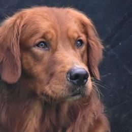 Rhett - Golden Retriever