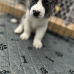 Siberian Husky Puppies from The Rulon Den