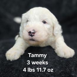 Tammy - Gray and white female Old English Sheepdog puppy in Sutherlin, Oregon from Sapphire Eyes Sheepdogs