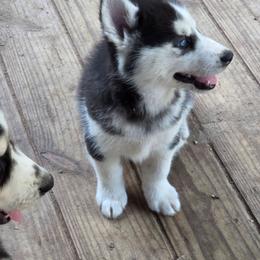 Boy 4 - Black and white male Siberian Husky puppy in Elgin, Texas from Hudson Husky
