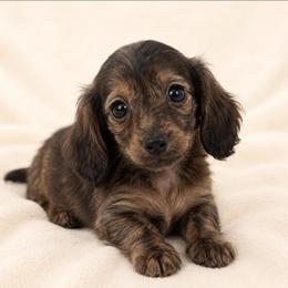 Marino (dark brindle) blue eyes - Brindle male Dachshund puppy in Sebring, Florida from Mini Weenies