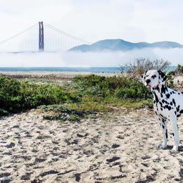 Dalmatian Puppies from Revere Dalmatians