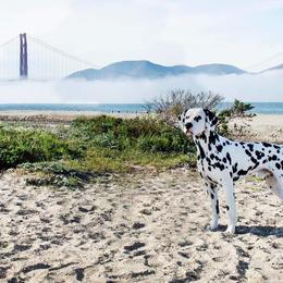 Dalmatian Puppies from Revere Dalmatians
