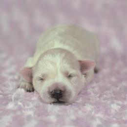 Pearl - White female Miniature Schnauzer puppy in Ely, Nevada from Great Basin Miniature Schnauzers