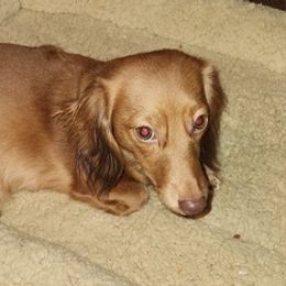 Dachshunds from Schooly Dachshunds