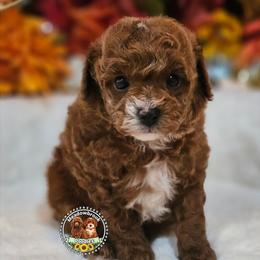 Clear akc boy - Red  male Poodle puppy in Salem, Missouri from Meadowbrook Poodles