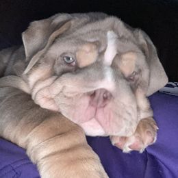 Bulldog Puppies from Bougie Bullies & Birds LLC