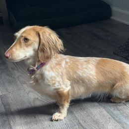 Tinkerbell - Dachshund