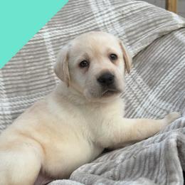 Teal - Yellow male Labrador Retriever puppy in Wilson’s, Virginia from Cedar Hill Farm Labradors