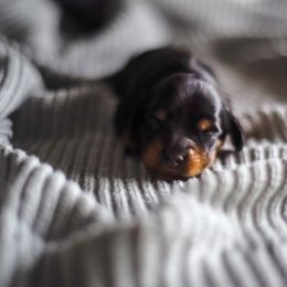 Dachshund Puppies from Lil Weens
