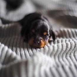 Dachshund Puppies from Lil Weens