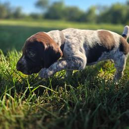 Black Female - Black and white female German Shorthaired Pointer puppy in Linton, Indiana from Red White and Blue Kennel