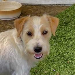 Boy 3 - White and tan male Russell Terrier puppy in Oxnard, California from Awesome Pups