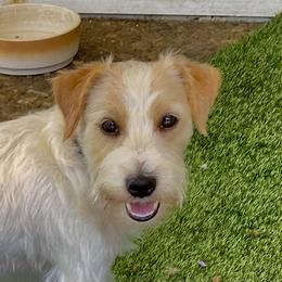 Boy 3 - White and tan male Russell Terrier puppy in Oxnard, California from Awesome Pups