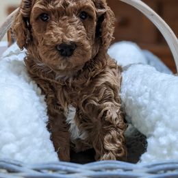 Aussiedoodle, Cavapoo, and Poodle Puppies from Robin's Nest Farm