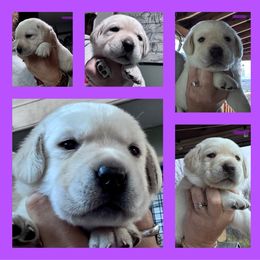 Purple collar girl - Yellow female Labrador Retriever puppy in New Berlin, New York from Thistle Hill Labradors