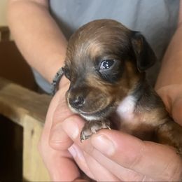 Chance - Red male Dachshund puppy in Sharon Springs, New York from Show Us The Way Homestead