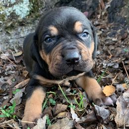 Boy 1 - Black male Catahoula Leopard Dog puppy in Gadsden, Alabama from Rich Cat’s